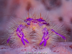 This is an old photo of a hairy squat crab in sponge barr... by Glenn Ian Villanueva 